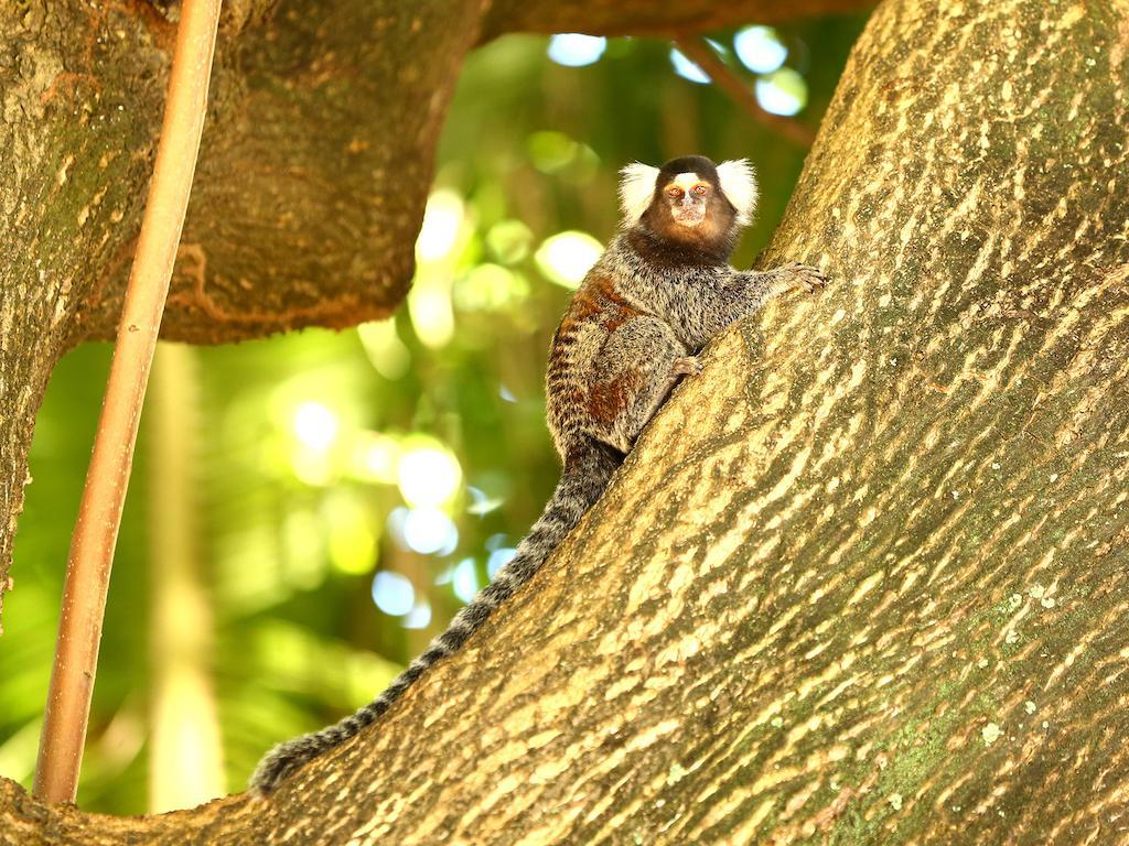 Отель Pousada Dos Coqueiros Порту-де-Галиньяш Экстерьер фото